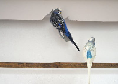 can budgies chew paper?