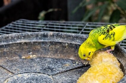 can budgies eat cooked corn on the cob?