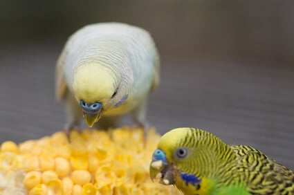 can budgies eat raw corn on the cob?