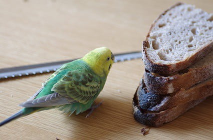 can budgies eat white bread?