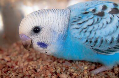 can budgies feathers change color?