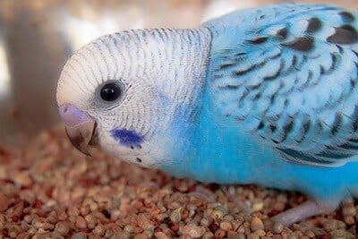 can budgies feathers change color?