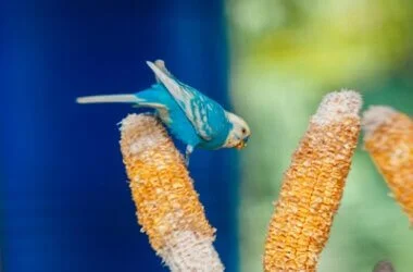 can budgies have corn cobs?