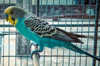 can budgies learn their name?