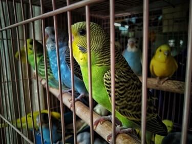 can budgies survive hot weather?