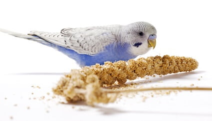 can budgies survive on millet?