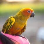 can conures go with budgies?