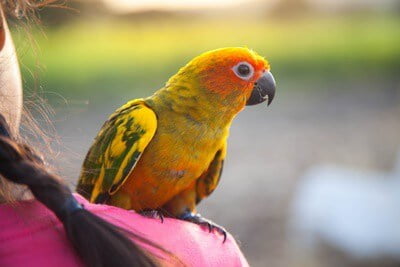 can conures go with budgies?
