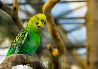 can conures live with budgies?