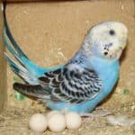 can female budgies lay eggs without a male?