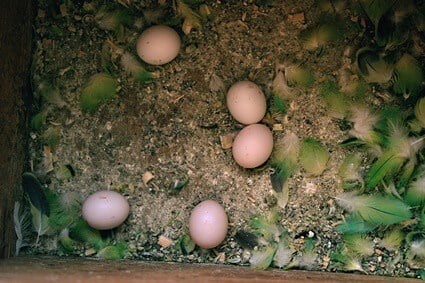 can female budgies lay unfertilized eggs?
