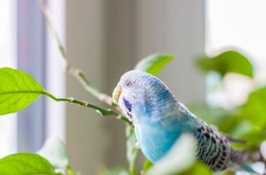 can you put plants in with budgies?