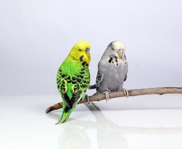 difference between English and American budgies
