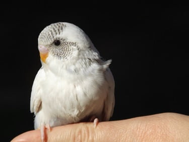 difference between dominant and recessive pied budgies