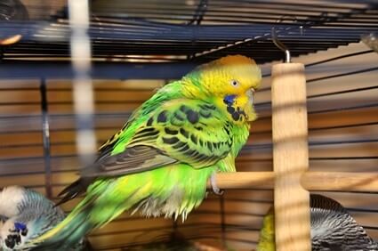 do budgies get jealous of other budgies?