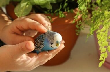 do budgies like to be touched?