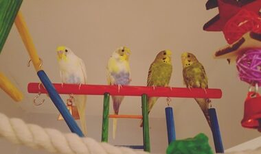 do budgies like to listen to music?