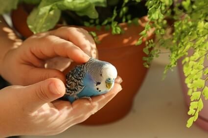 do budgies love their owners?