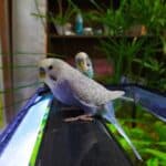 do budgies mate with siblings?