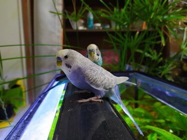 do budgies mate with siblings?
