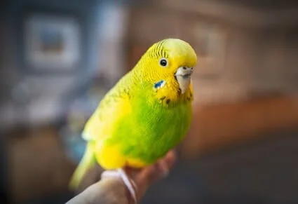 do budgies need their beaks clipped?