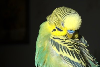 do parrots need darkness to sleep?
