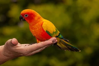 do sun conures and parakeets get along?