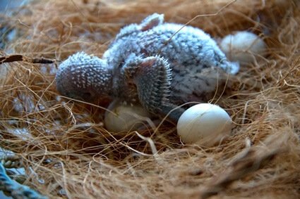 do you have to incubate budgie eggs?