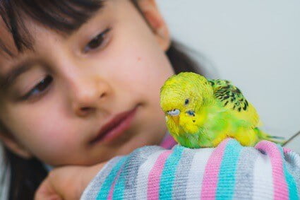 green and yellow budgie names