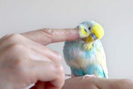 having a budgie in an apartment