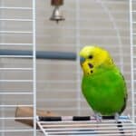 how clever are budgies?