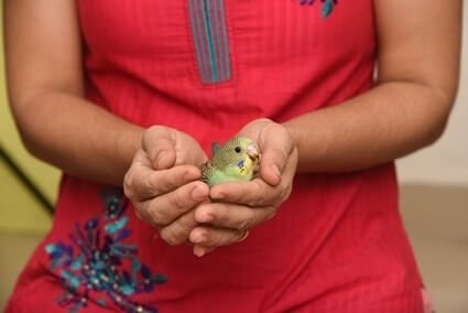 how do budgies show affection to humans?