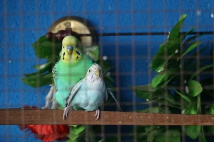 how do you know if your budgies are mating?