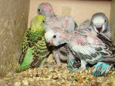 how long before baby budgies leave nest?