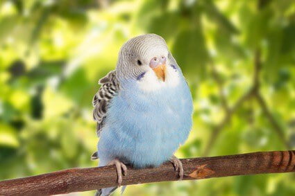 how long does it take for a budgie to starve?