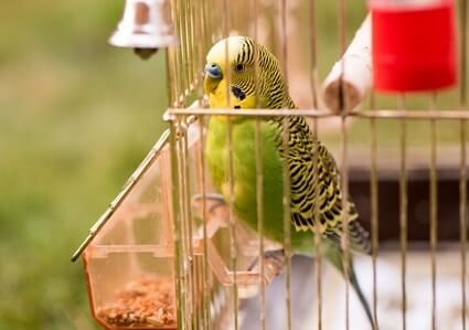 how loud is one budgie?
