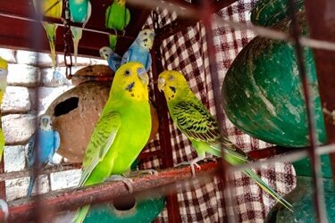 how many times a day do budgies poop?