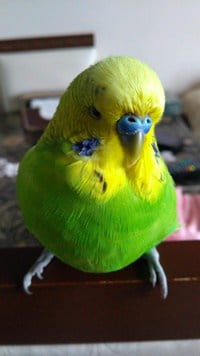 how much should a budgie weigh in captivity?