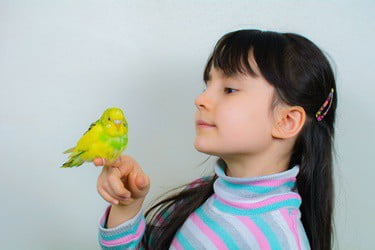 how smart are budgies compared to humans?
