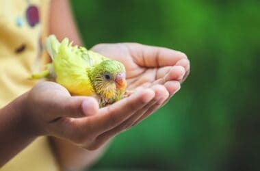 how to care for baby budgies