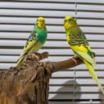 how to get budgies to mate