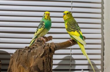 how to get budgies to mate