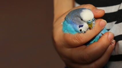 how to help a dying parakeet
