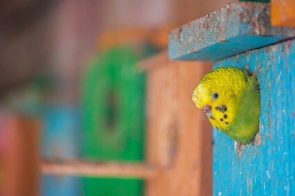 how to help budgie lose weight