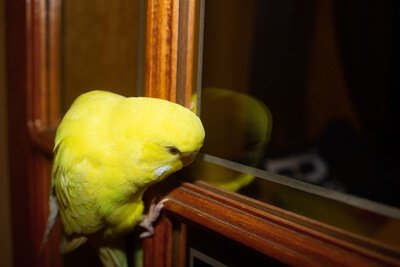 how to identify a lutino budgie
