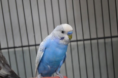 how to identify a spangle budgie