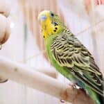 how to introduce a budgie to a new cage
