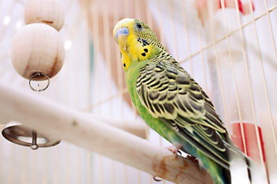 how to introduce a budgie to a new cage