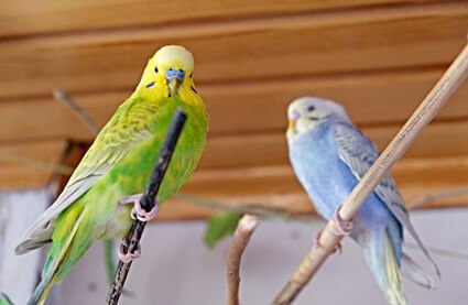 how to keep budgies from mating