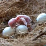 how to look after budgie eggs